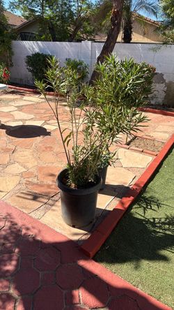 Oleander Shrub in Black Nursery Pot