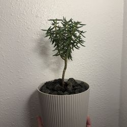 Mini Christmas Tree Succulent (Crassula Techragona)