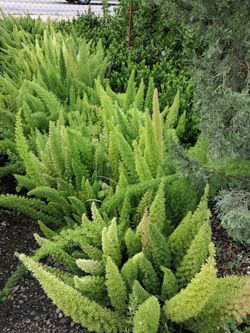Foxtail ferns on sale now $6