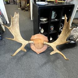 Moose Antlers