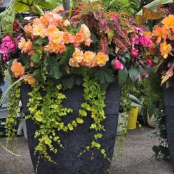 Beautiful Pot of Begonia 