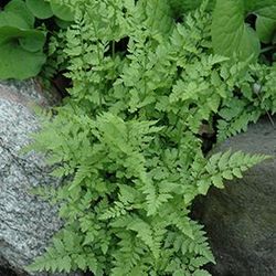 Fragile Fern Plant