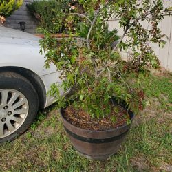 Mickey Mouse Bush in big pot
