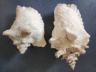2 Large Conch Shells