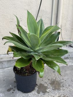 Foxtail Agave Plant