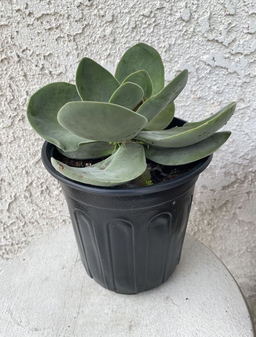 1 Gallon Pot Succulent Plant - Crassula Fallwood - Rare Hybrid Succulent - Rooted & Established Plant - Drought Resistant 🪴