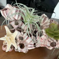  2  Shell Arrangements W Fake Talansia And Succulents