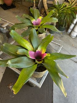 Bromeliad plants