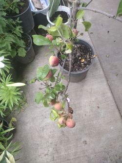 Apple tree