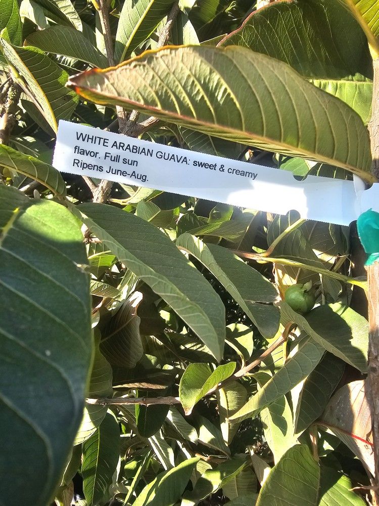 White Arabian Guava 
