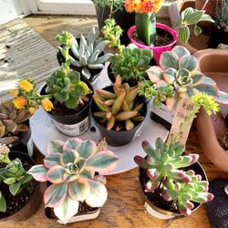  SUCCULENT PLANT SALE WEDNESDAY FROM 12 NOON TO 330 PM IN SAN LORENZO..THOUSANDS OF PLANTS