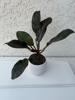 Philodendron Rojo Congo