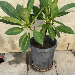 Plumeria Plants 