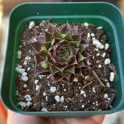 succulent + training pot for $5