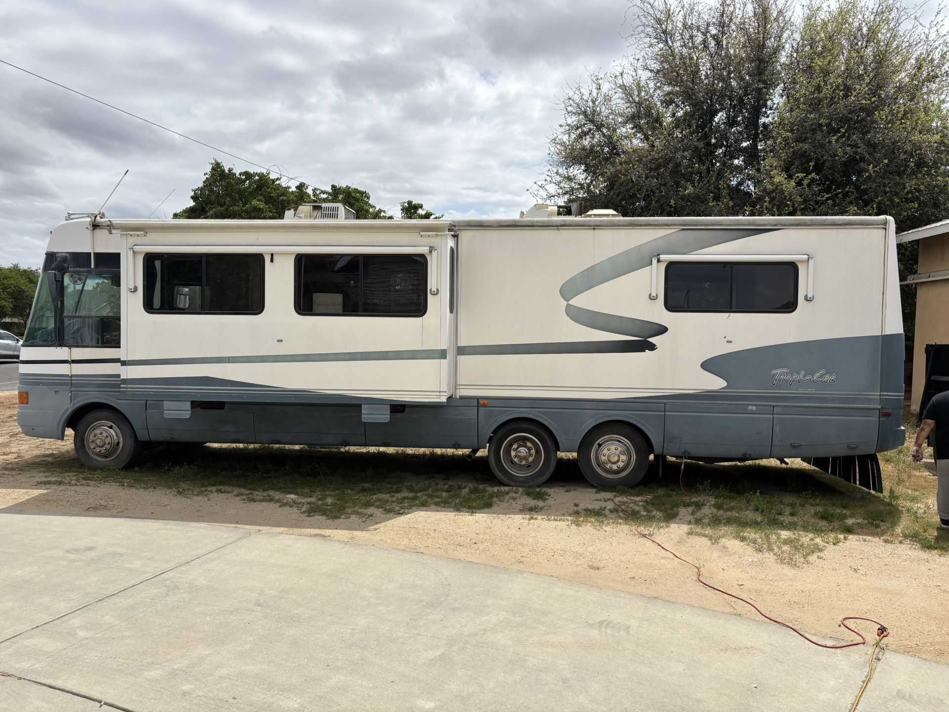 2000 Dolphin Tropical