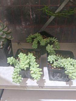 Lots of assorted succulents $3 Each 
