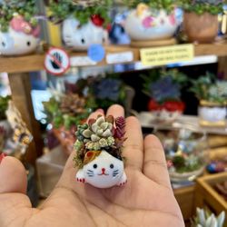 Mini Cat Ceramic Succulent Arrangement 