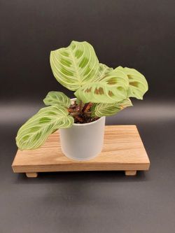 Maranta 'Light Vein' (Prayer Plant)
