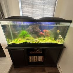 Fish Tank And Shelf 55 Gallon 