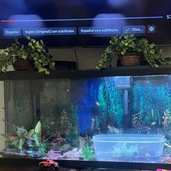 Fish 🐠 Tank 
