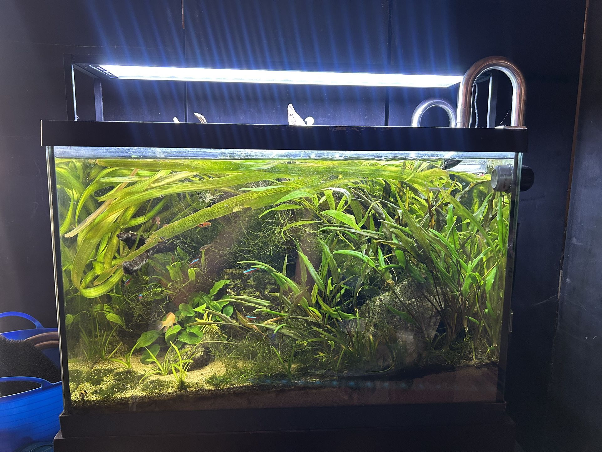 Freshwater Planted Tank