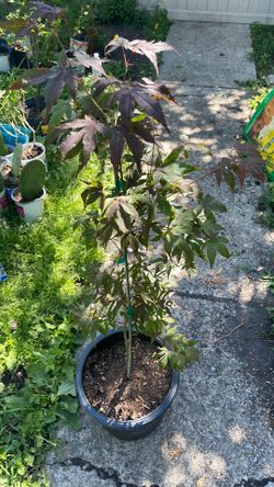Japanese maple