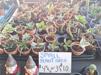 12/10-11 This Weekend Selection Of Plants At Jason's Local Garden Located In New River Grove In Davie. 10% Off For Offer Up Customers 