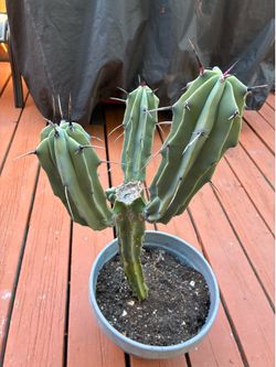 Blue Candle Candelabra Cactus