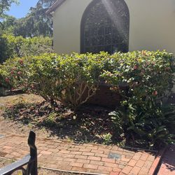 FREE- Beautiful Mature Camillas  ready for transplant- San Mateo