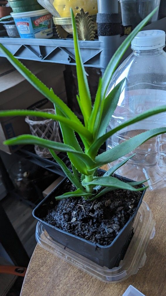 Succulent  Aloe 