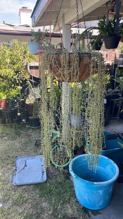 Planta de banana 🍌