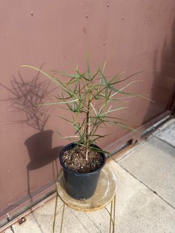 Brachychiton Rupestris in one gallon pot