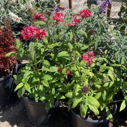 Pentas