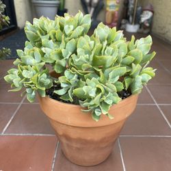 Curly Jade Succulent Plant