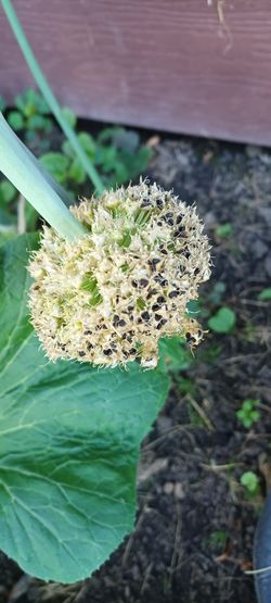 Winter Onions