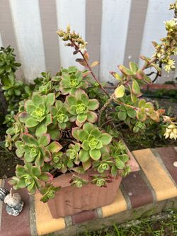 Beautiful Korean Kiwi Succulents Pot Sen Đá Kiwi Hàn Quốc