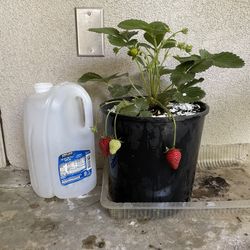 Strawberry Plant 