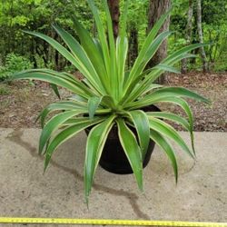 Large Agave Plant (in new Plastic Half Barrel Flower Pot)