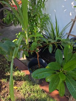 Sugar cane plant / guava plant