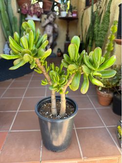 Shrek's Ear Jade Plant - Crassula
