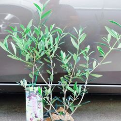 Fresh & Fragrant Arbequina Olive Tree