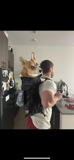 Used Dog Backpack K9 Sport sack
