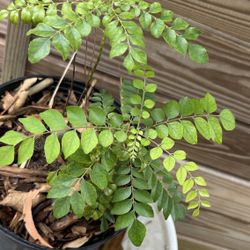 Curry Leaves Plant , Mango , Purple Passion Fruit, Purple Sugarcane Plants Starting From $15 And Up 