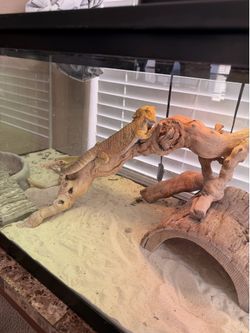 Bearded Dragon- Complete enclosure with accessories