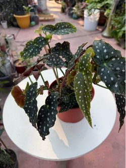 6” BEGONIA MACULATA