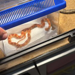 Corn Snake Cage