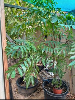 Big june plum tree with fruits