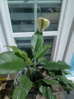 Real Peace Lily $15