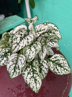 Hypoestes