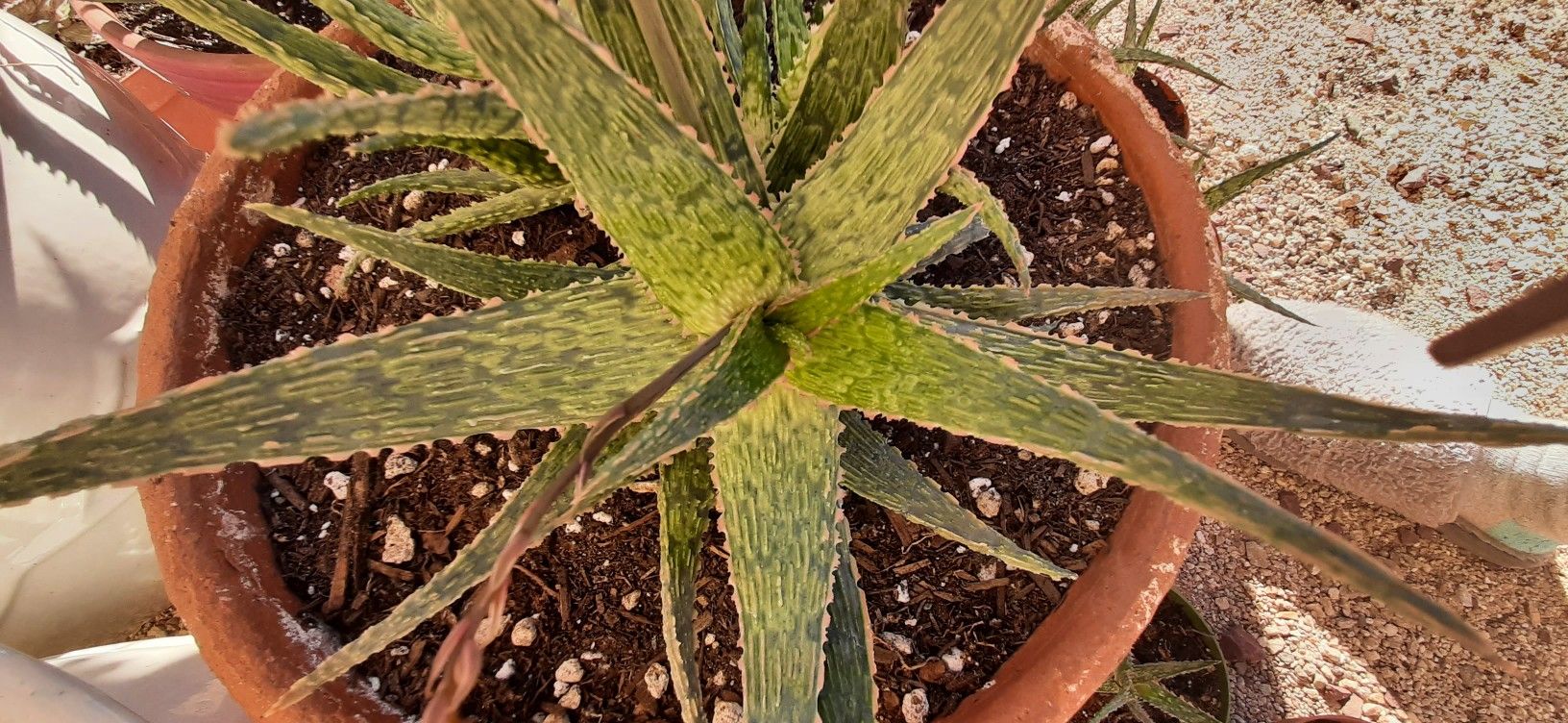 Light Rare Green Pink Aloe